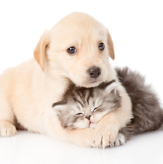 تشخیص بیماریهای سگ و گربه به روشهای مولکولی
