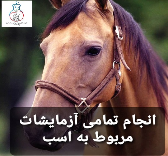 شایع ترین بیماری های اسب
