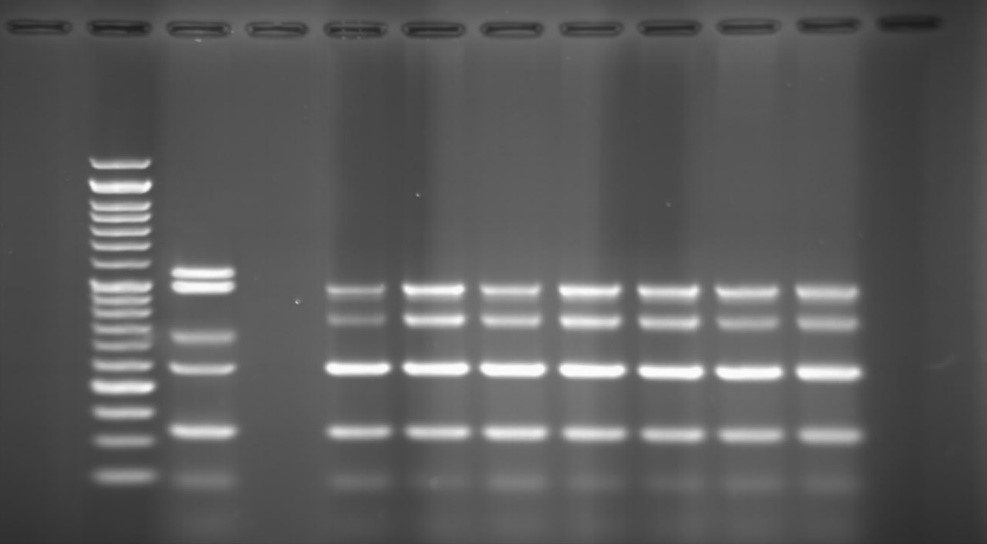 شکل 4: نتایجPCR Multiplex- جهت شناسایی ژنهای ژنهای OPR-L با طول باند bp 504، OPR-I با طول باند bp 249، ALG-D با طول باند bp 520، EXO-S با طول باند bp 118 و EXT-A با طول باند bp 396، در نمونه¬های دامی - شماره گوده¬ها به ترتیب از چپ به راست: چاهک اول نشانگر 50 bp، چاهک دوم کنترل مثبت، چاهک سوم کنترل منفی، چاهک چهارم تا دهم نمونه¬های دامی واجد ژنهای مختلف