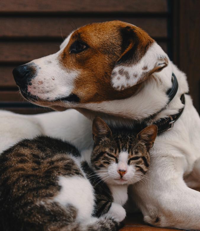 انجام کلیه آزمونهای ملکولی تشخیص بیماری در سگ و گربه